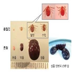 야생진드기,바이러스,과학원