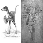 공룡,화석,깃털,진화,가장,발견