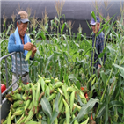 영동,옥수수