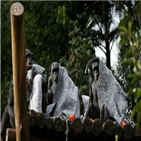 브라질,침팬지,사진,담요