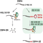 꼬리,전령,혼합,유전자,아데닌