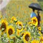 해바라기,축제,강주마