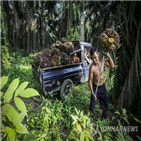 농장,인도네시아,팜오일,금지,열대우림