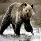불곰,사냥,법원,멸종위기종,대한