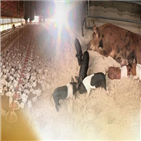 가축,폭염,마리,전남,전남도