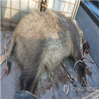 멧돼지,농작물,피해,포획,포획수당