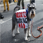 브렉시트,영국,행진,반려견,반려동물