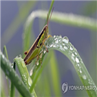 아침,대관령,기온