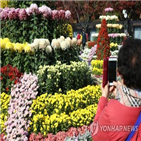 청남대,그루,국화축제