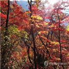 산행,단풍,발생,사고,시작,절정기