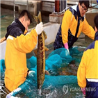 연어,자연,산란,조성,남북,사업