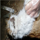 길고양이,농약,경찰,주민,밥그릇