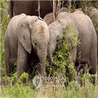 코끼리,상아,암컷,밀렵,국립공원,피해
