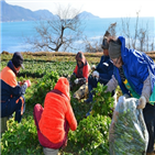 시금치,군은,잔류농약,제도,올해