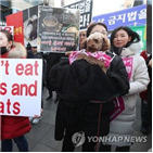 고양이,식용