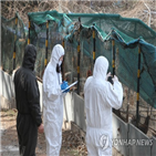 철새도래지,을숙도,가금류,항원