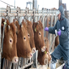 구제역,농장,의심