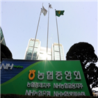 실적,농협금융,증가,전년대비,최고