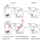 공포기억,치료,공포반응,효과,트라우마,자극