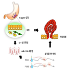 위암,유전자,위염,신규,촉진,연구팀
