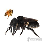 꿀벌,발견,인도네시아,월리스,거대