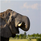 코끼리,사냥,보츠와나,허용,금지,아프리카