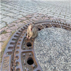 생쥐,맨홀,구조대원