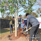 4·3,동백나무,동백꽃,4·3평화재단은