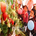딸기,논산,축제,수선화,만남