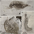 화석,생물군,캄브리아기,발굴,버지스,단수이강,생물