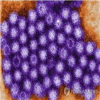 고교,김치,식중독,검사,학생,급식