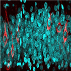 신생,신경세포,세포,연구팀,치매