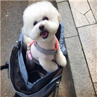 매출,반려동물,증가