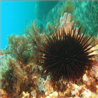 독도,주변,성게,변화,해역