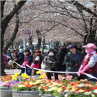 벚꽃축제,축제,여의도,기간
