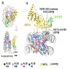 단백질,백혈병,히스톤,구조