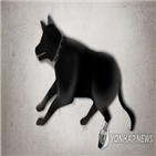 로드킬,고속도로