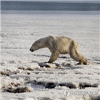 북극곰,러시아,마을,서식지