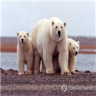 북극곰,러시아,마을,모습