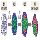 세포,장기,조직,유전자,기술,인간,3d,환자,서로,생명체