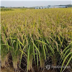 수출,기능성,머리