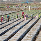 양파,마늘,작황,농식품부