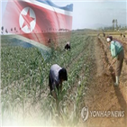 북한,식량증산,금보,제재압박,사회주의