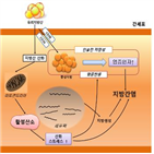 지방간,심혈관질환,비알코올성,증가,위험