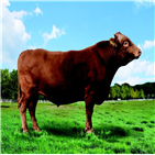 씨수소,국가보증