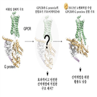 구조,단백질,단백질수용체