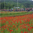 양귀비,축제,북천