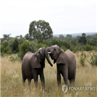 코끼리,짐바브웨,상아,거래,중국