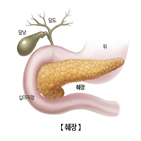 초음파,치료,연구팀,인슐린