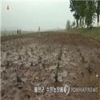 모내기,가뭄,황해남,심각,강수량,북한,지역